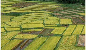 公共管理學(xué)院-土地資源管理