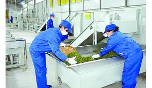 茶葉生產(chǎn)與加工