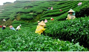 茶葉生產(chǎn)與加工