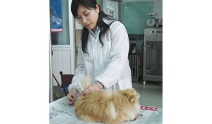 　　畜牧獸醫(yī)專業(yè)培養(yǎng)方向