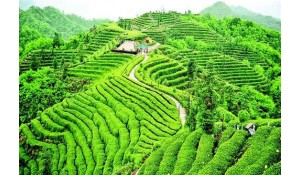 茶葉生產(chǎn)與加工