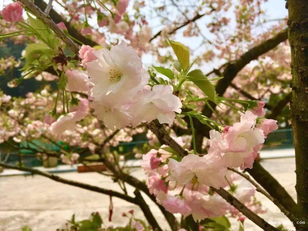 微信圖片_20190516101944.jpg