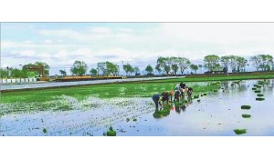 生態(tài)農業(yè)技術