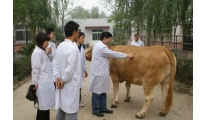 畜牧獸醫(yī)