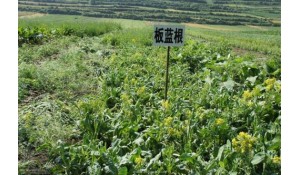 中草藥種植