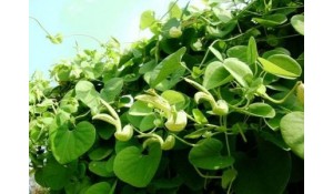 藥用植物栽培與加工
