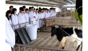 畜牧獸醫(yī)專業(yè)