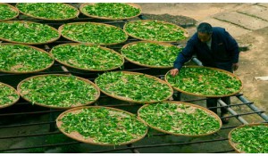茶葉生產(chǎn)與加工
