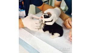 畜牧獸醫(yī)