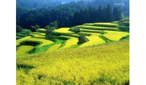 農(nóng)村經(jīng)濟管理