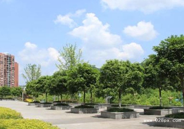 四川文理學(xué)院繼續(xù)教育學(xué)院有哪些專業(yè)
